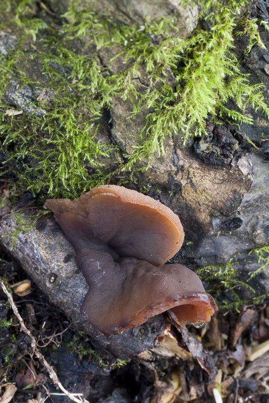 Peziza phyllogena